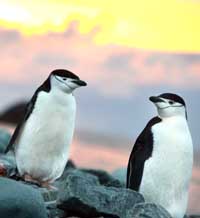 Ледена епоха в Природонаучния музей