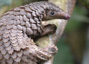 Коронавирусът е опасен,  но паниката е още по-опасна