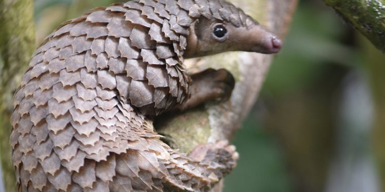 Коронавирусът е опасен, но паниката е още по-опасна