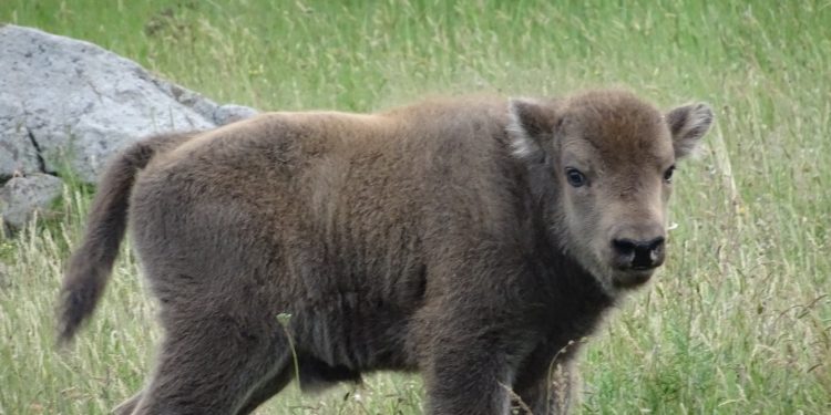 Още едно зубърче се роди в Източните Родопи
