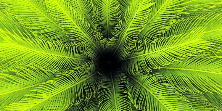 Ера на изчезване