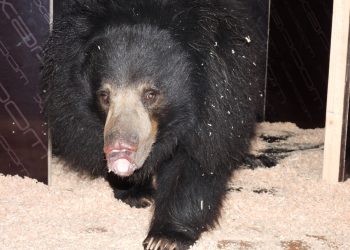 Посрещат Шрея от Сингапур