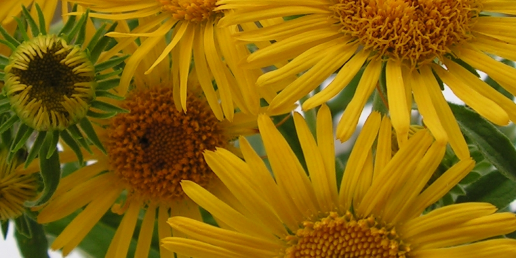 Инвитро култури от лечебно растение изследват учени от БАН