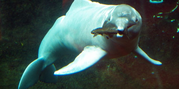 Катастрофален спад  на дивите животни