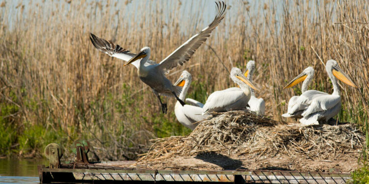 15 двойки пеликани гнездят в резервата „Сребърна“