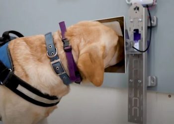 Кучета и изкуствен интелект заедно в борбата с рака