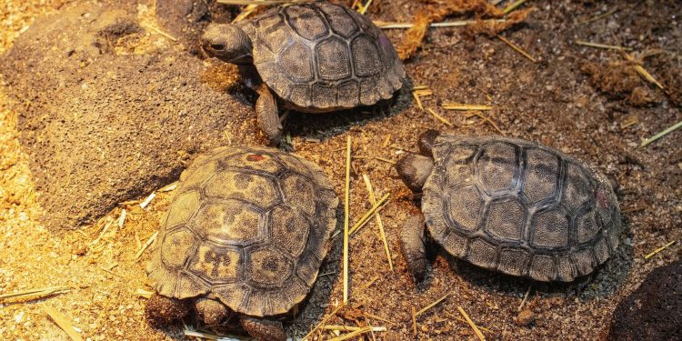 100-годишна галапагоска костенурка стана майка за първи път