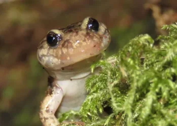 Скитащият саламандър е изключително ловък