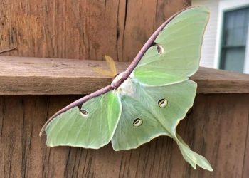 Екстравагантните крила на лунните молци