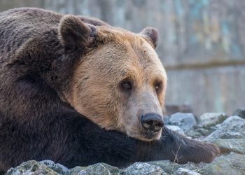 Софийската зоологическа градина предлага безплатна онлайн платформа с образователни ресурси за деца от 7- до 12-годишна възраст