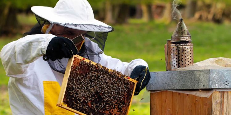 Пчеларството става защитена професия
