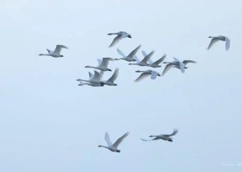 Преброиха повече водолюбиви птици у нас