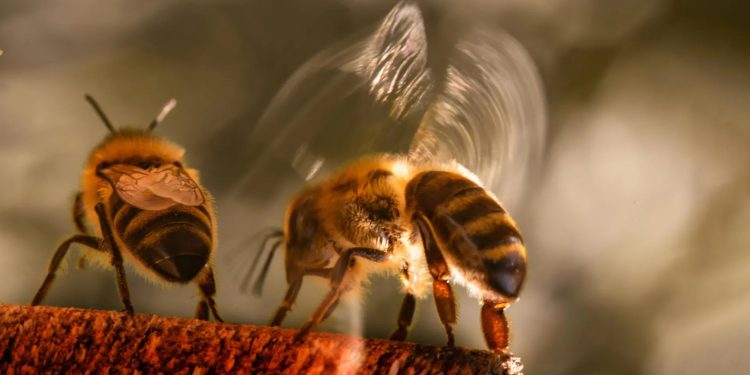 „Биологичният шум“ води до повторна поява на рак